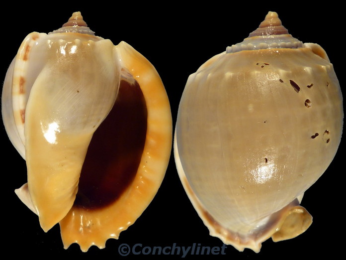 Phalium glaucum