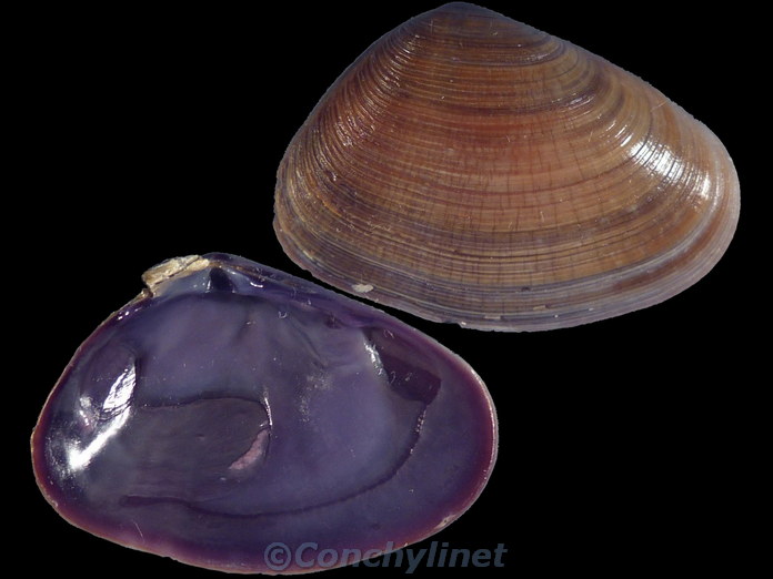 Donax cuneatus