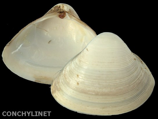 Spisula subtruncata