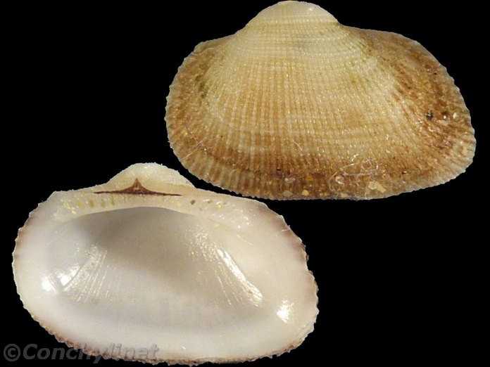 Striarca lactea