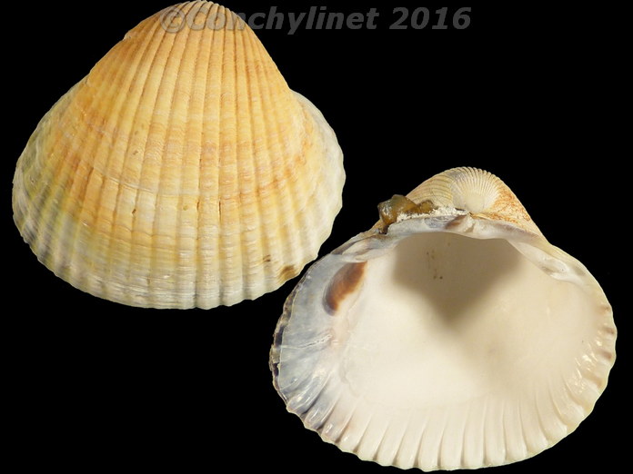 Cerastoderma edule