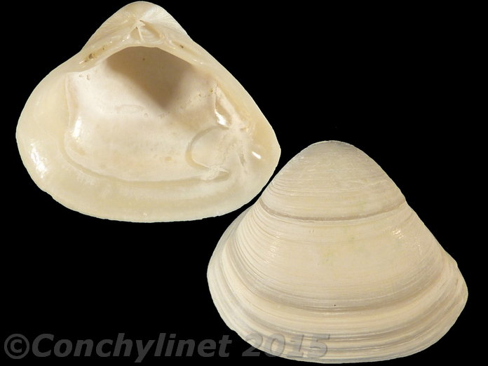 Spisula subtruncata