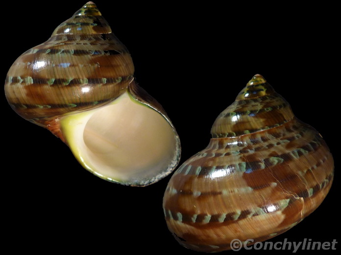 Turbo petholatus