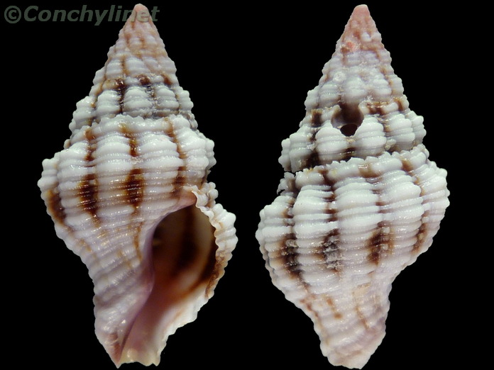Peristernia forskalii