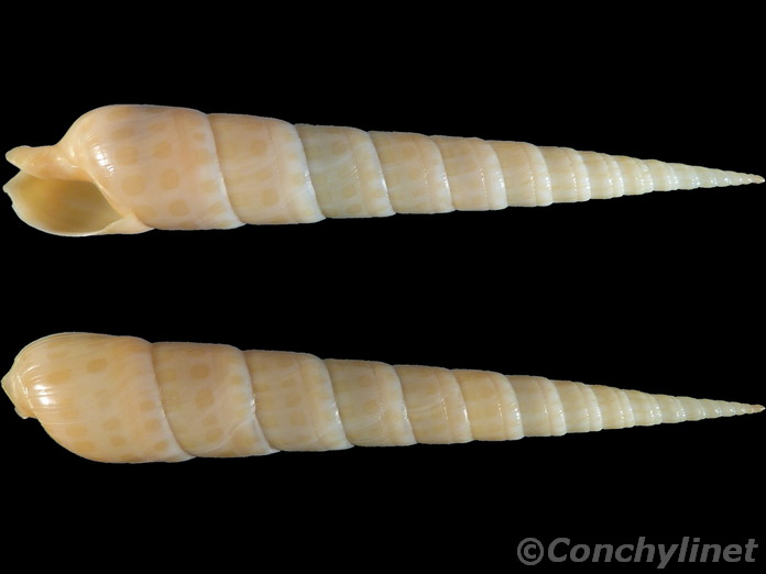 Terebra argus