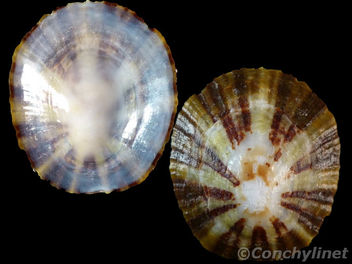 Cellana livescens