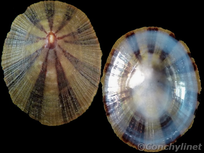 Cellana livescens