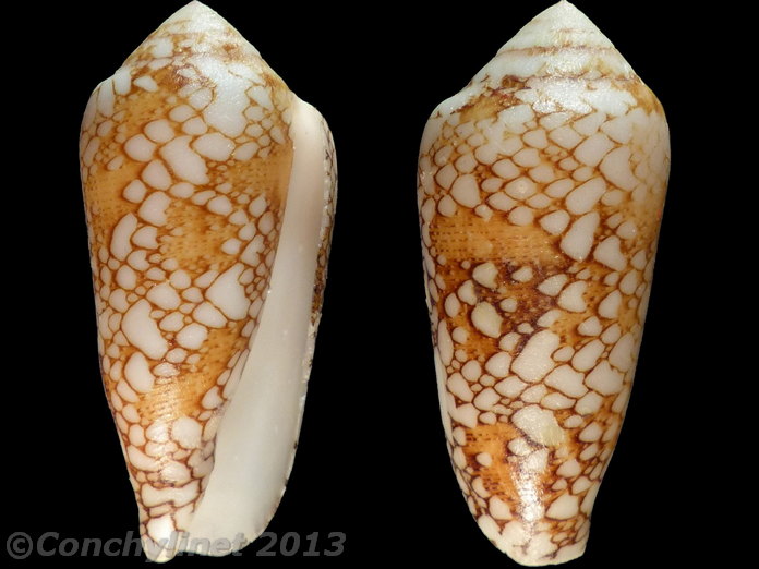 Conus pennaceus