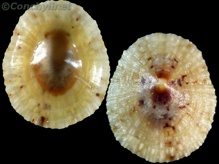 Cellana radiata