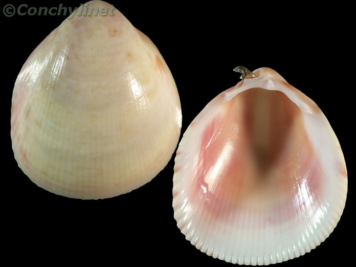 Laevicardium biradiatum