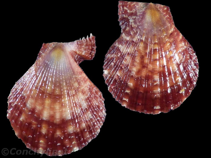 Laevichlamys superficialis