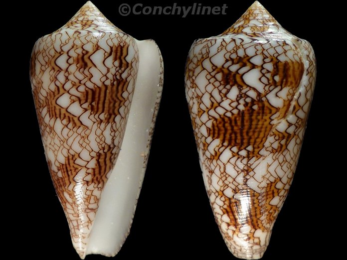 Conus textile neovicarius