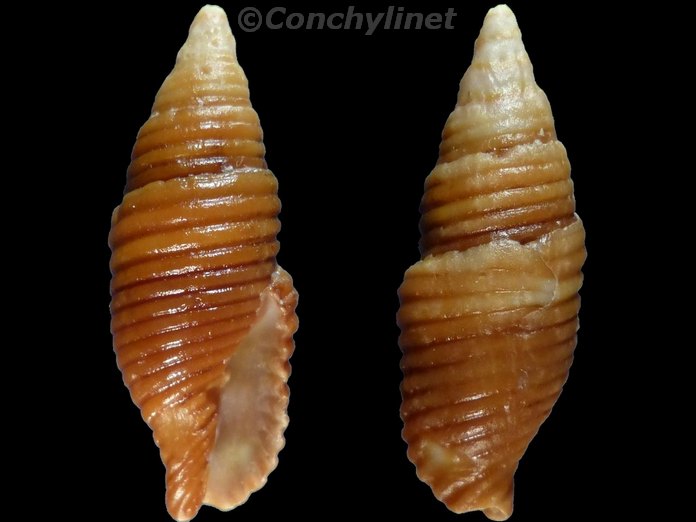 Pseudonebularia rueppellii