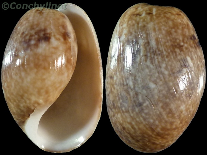 Bulla ampulla