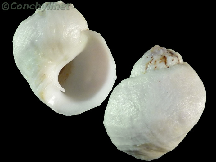 Unidentified species