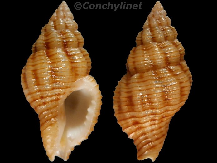 Pollia wagneri