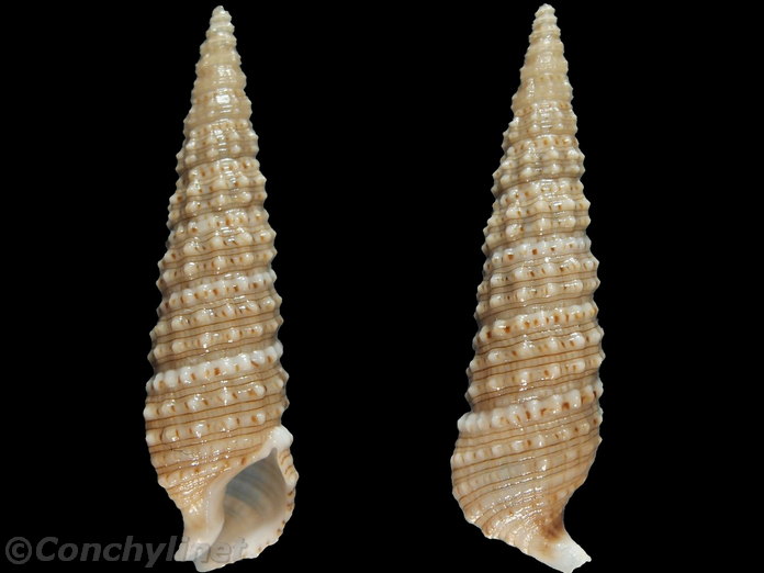 Rhinoclavis kochi