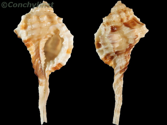 Ranularia exilis
