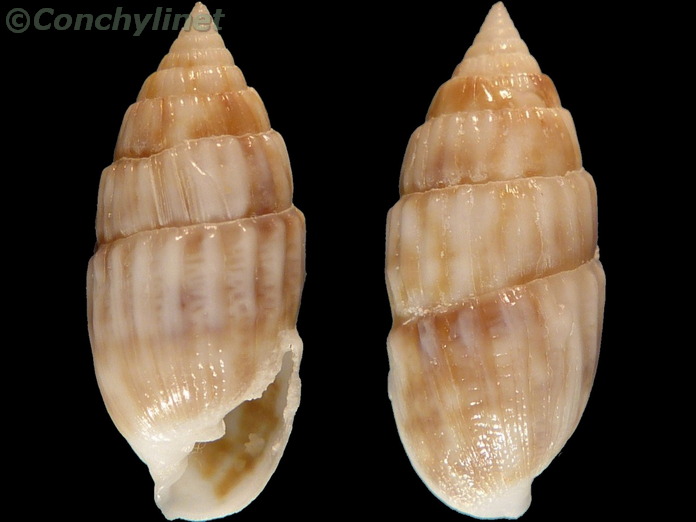 Otopleura auriscati