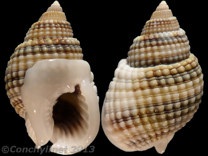 Nassarius gemmuliferus