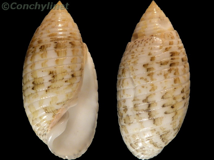 Pupa sulcata Pupa sulcata