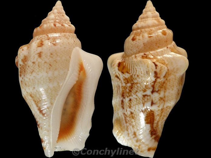 Canarium ochroglottis
