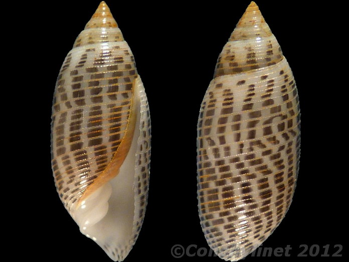 Pupa strigosa