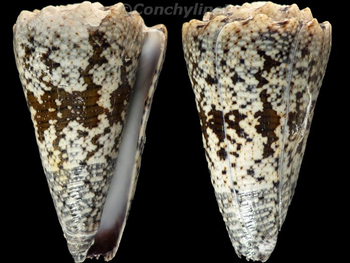 Conus fuscatus