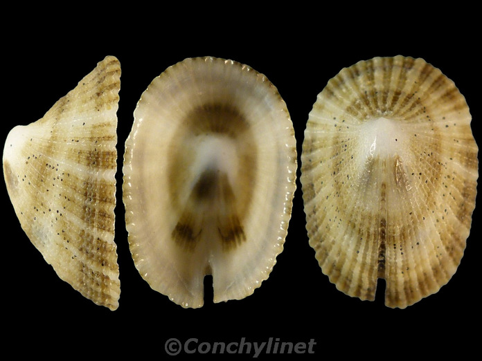 Emarginula striatula