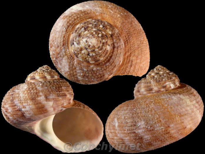 Turbo granosus