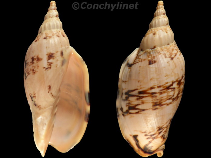 Alcithoe arabica
