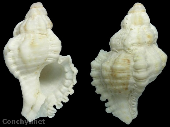 Calotrophon ostrearum