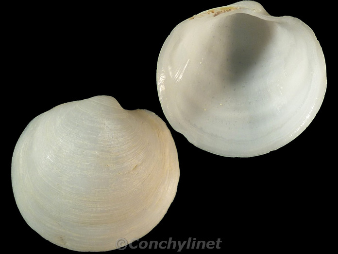 Euanodontia ovum