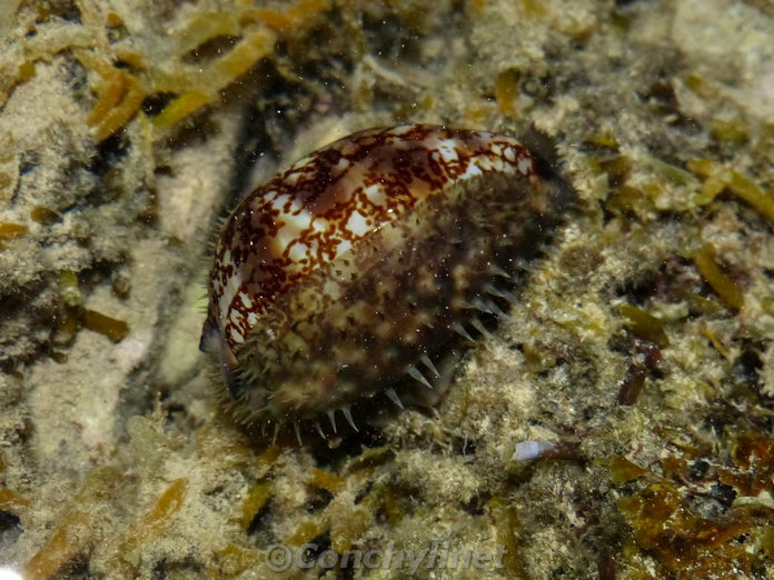 Cypraea arabica