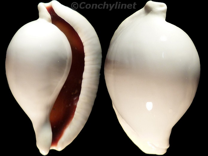 Ovula ovum Ovula ovum