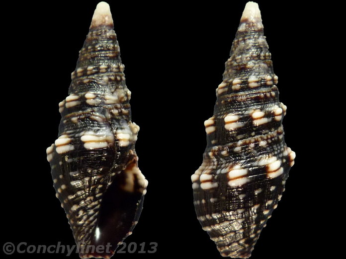 Clavus zebra
