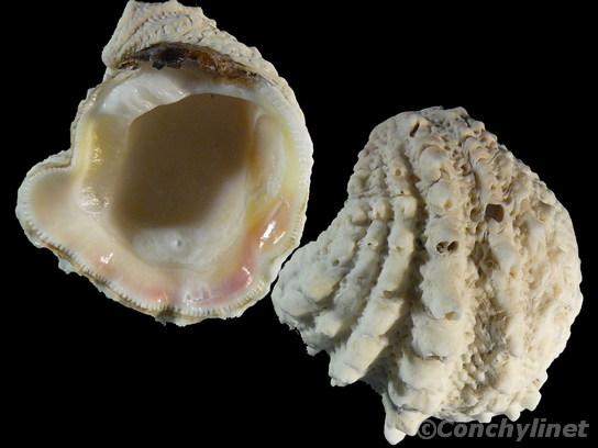 Arcinella cornuta