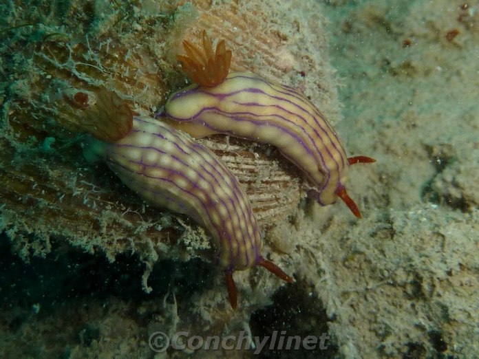 Hypselodoris centunculus