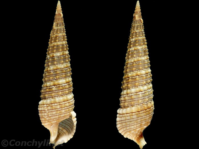 Rhinoclavis kochi