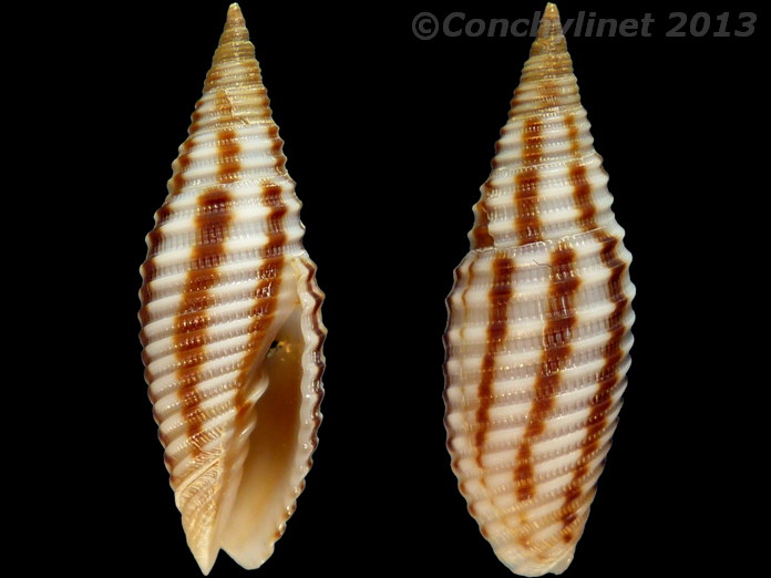 Imbricaria intersculpta