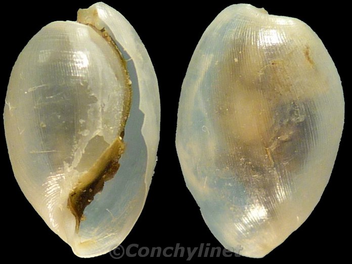 Haminoea aperta