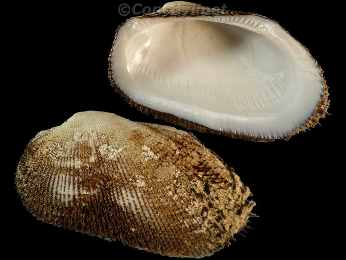 Barbatia foliata
