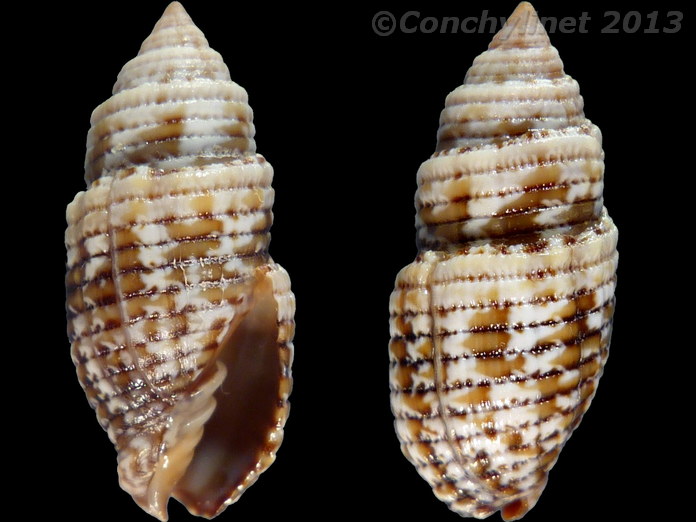 Scabricola eximia