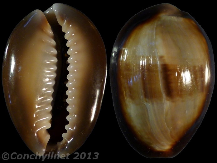 Cypraea caputserpentis