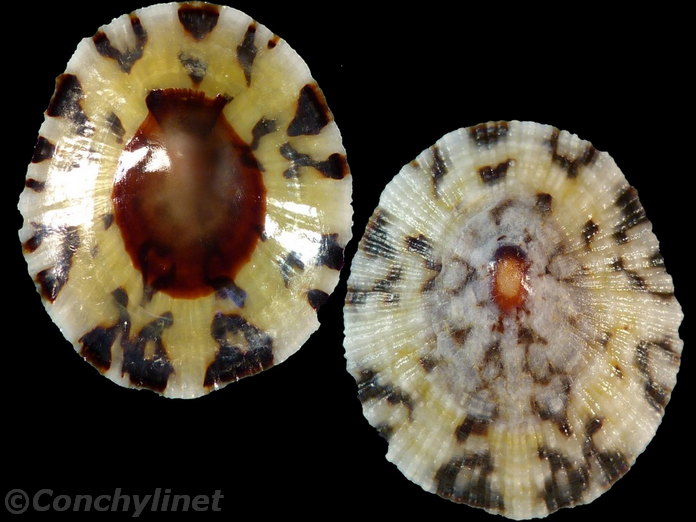 Cellana radiata