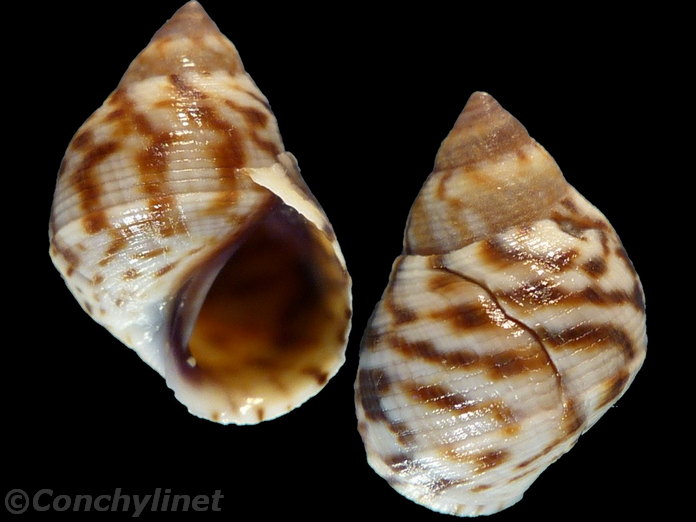 Littoraria undulata
