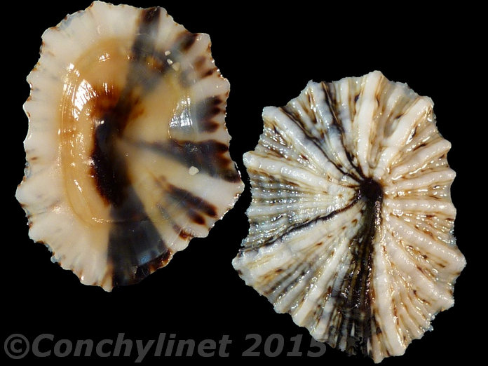Siphonaria laciniosa