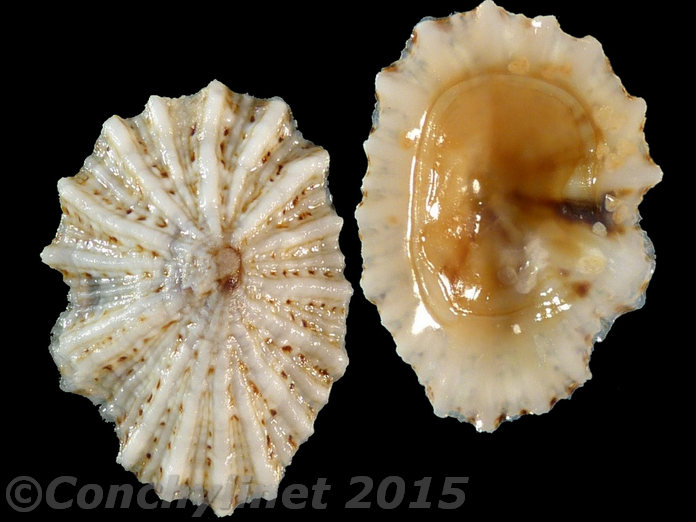 Siphonaria laciniosa
