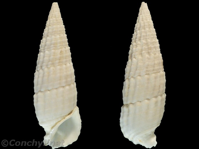Rhinoclavis aspera