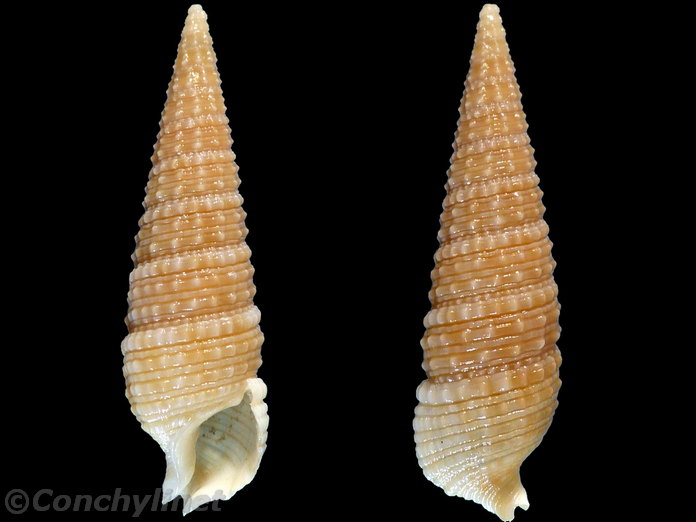 Rhinoclavis kochi